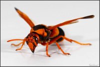 IMG 2604-Australian-Hornet-Mason-Wasp Abispa ephippium-web